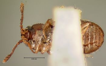 Media type: image;   Entomology 6838 Aspect: habitus ventral view